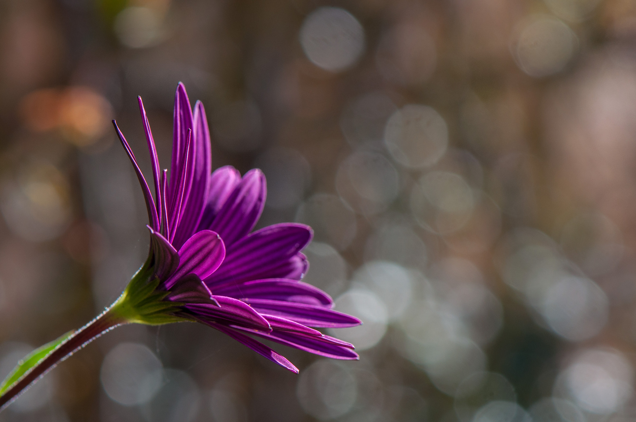 Nikon AF-S Micro-Nikkor 105mm F2.8G IF-ED VR sample photo. Sunny flower with nice background photography
