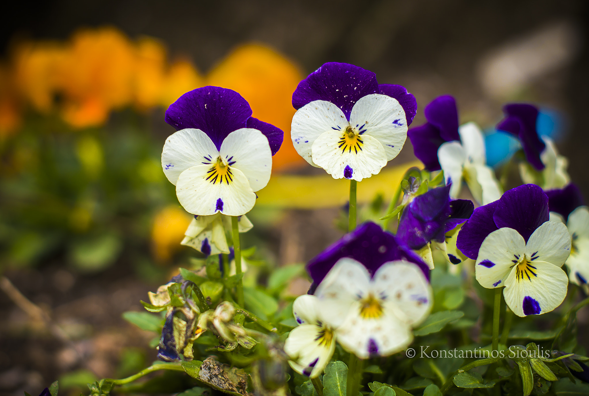 Nikon D3200 sample photo