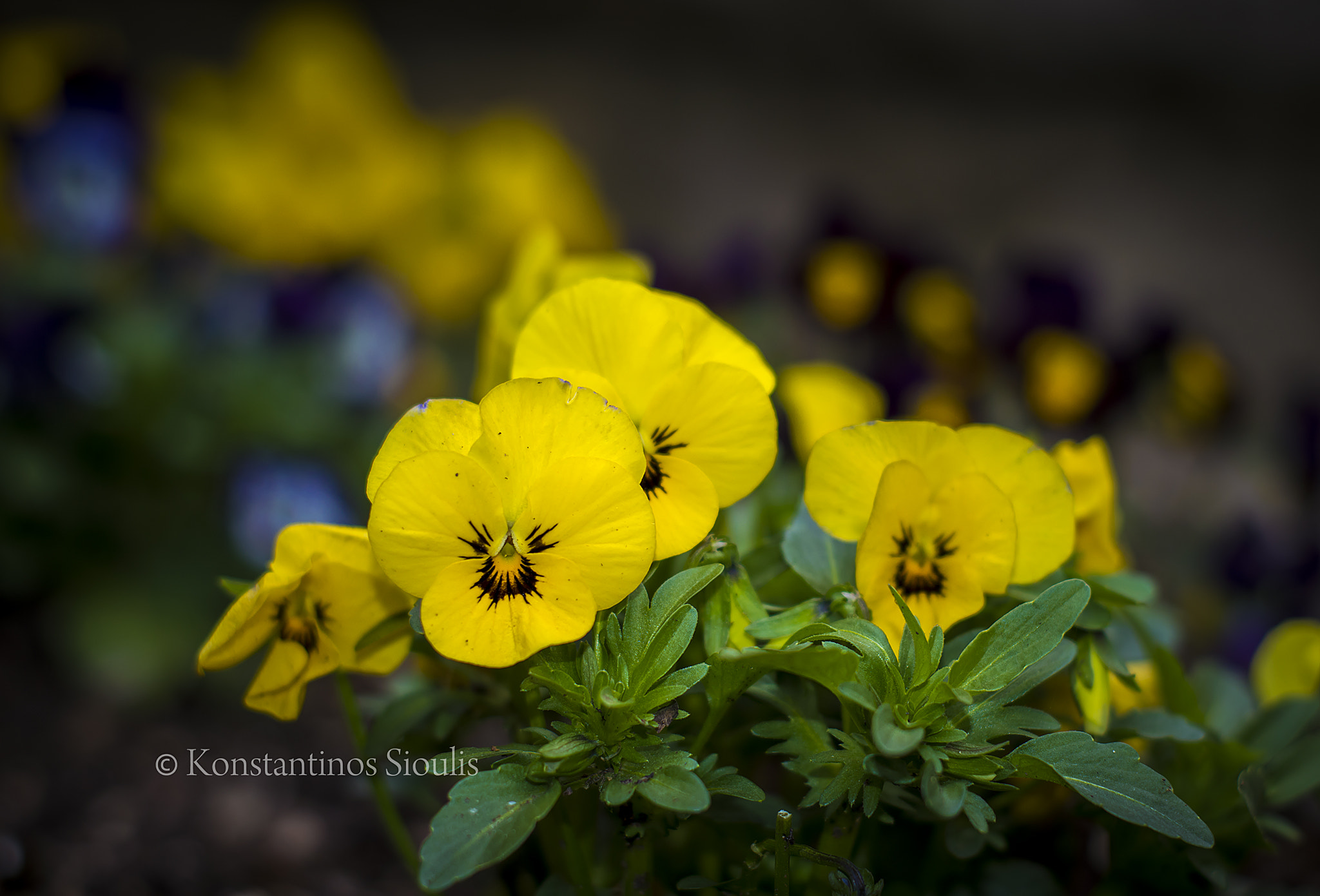 Nikon D3200 sample photo