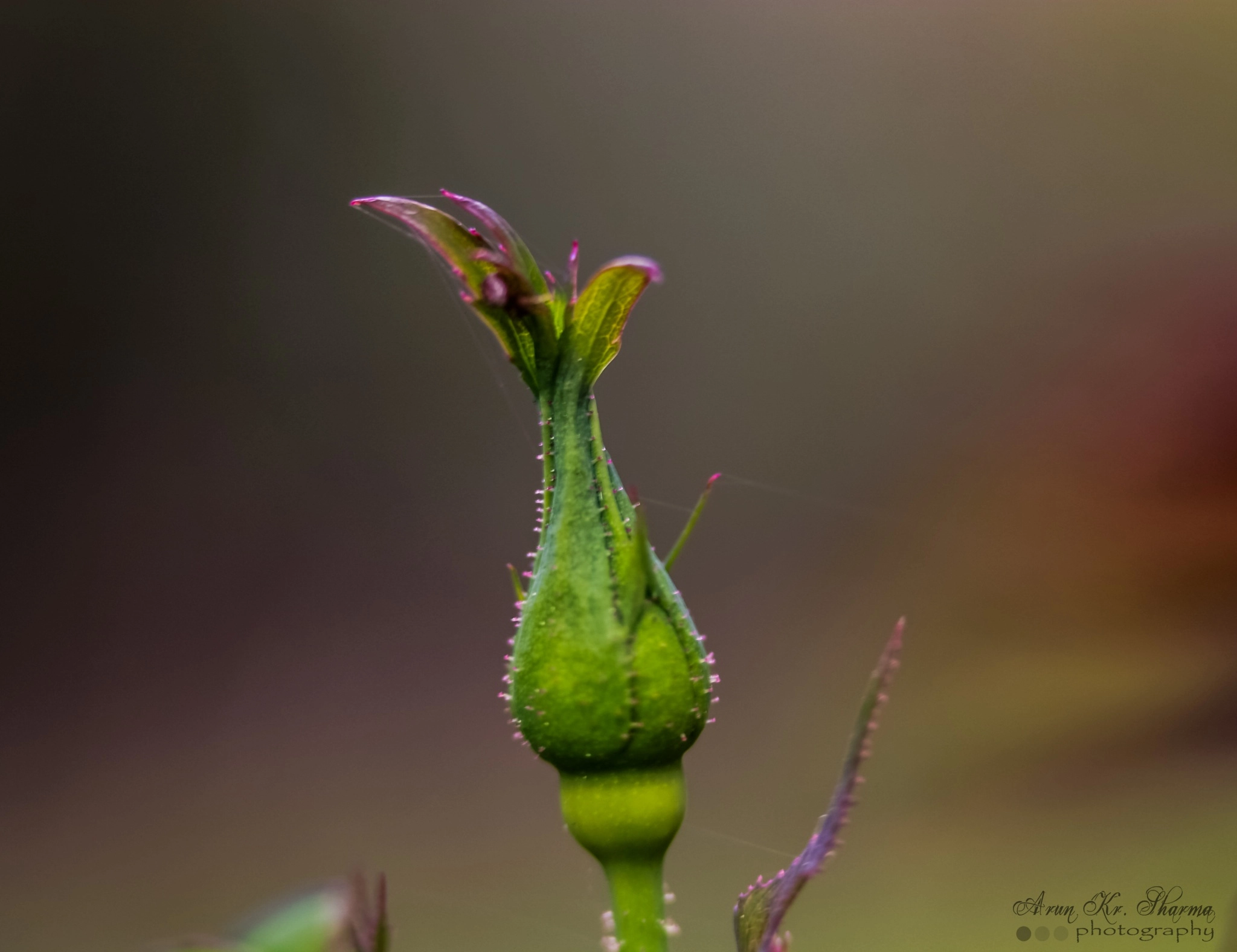Canon EF-S 60mm F2.8 Macro USM sample photo. Immature rose photography