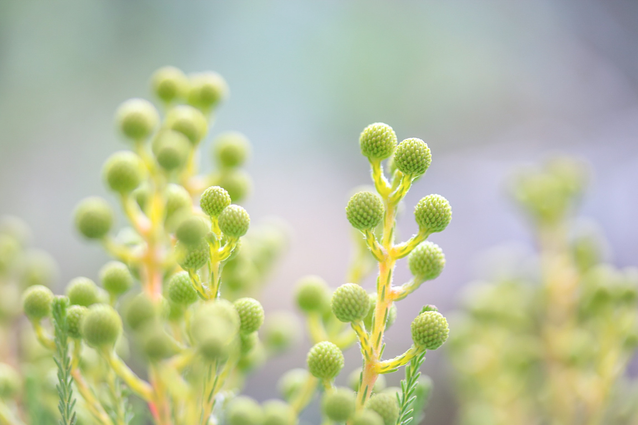 Canon EOS 760D (EOS Rebel T6s / EOS 8000D) + Canon EF-S 60mm F2.8 Macro USM sample photo. I realize i'm always thinking of you whatever i do during the day photography