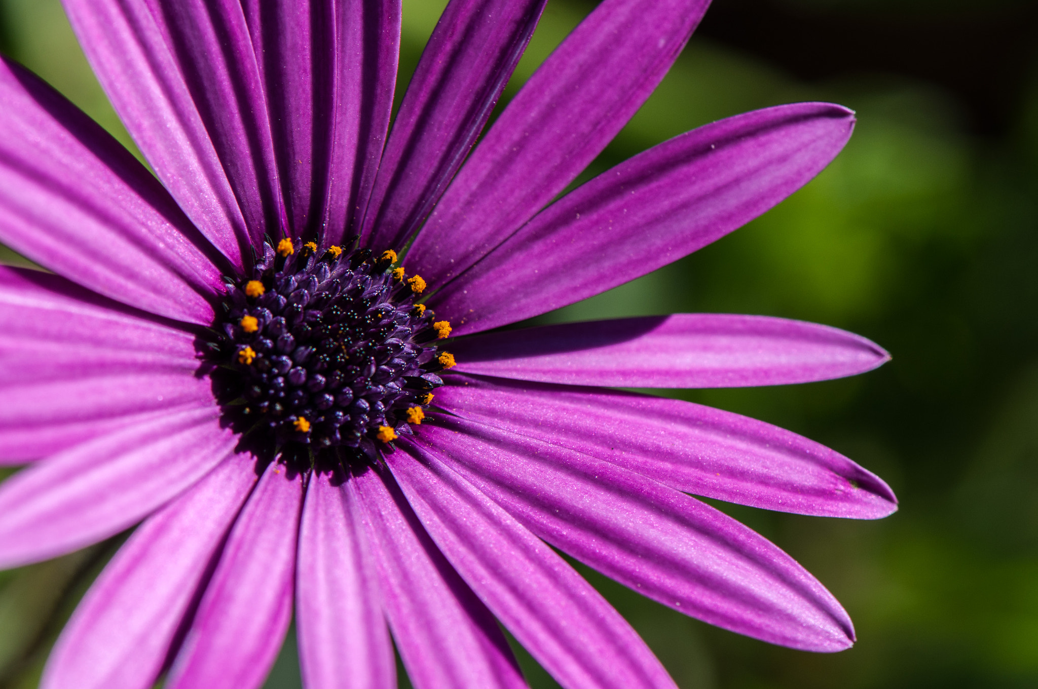 Nikon AF-S Micro-Nikkor 105mm F2.8G IF-ED VR sample photo. Another shot of this flower photography