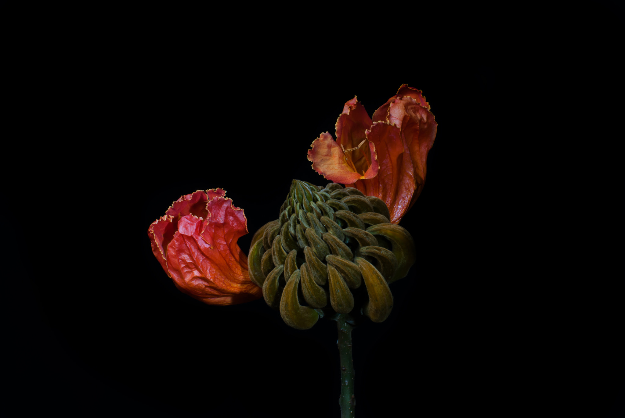 Nikon D200 sample photo. Llama del bosque photography
