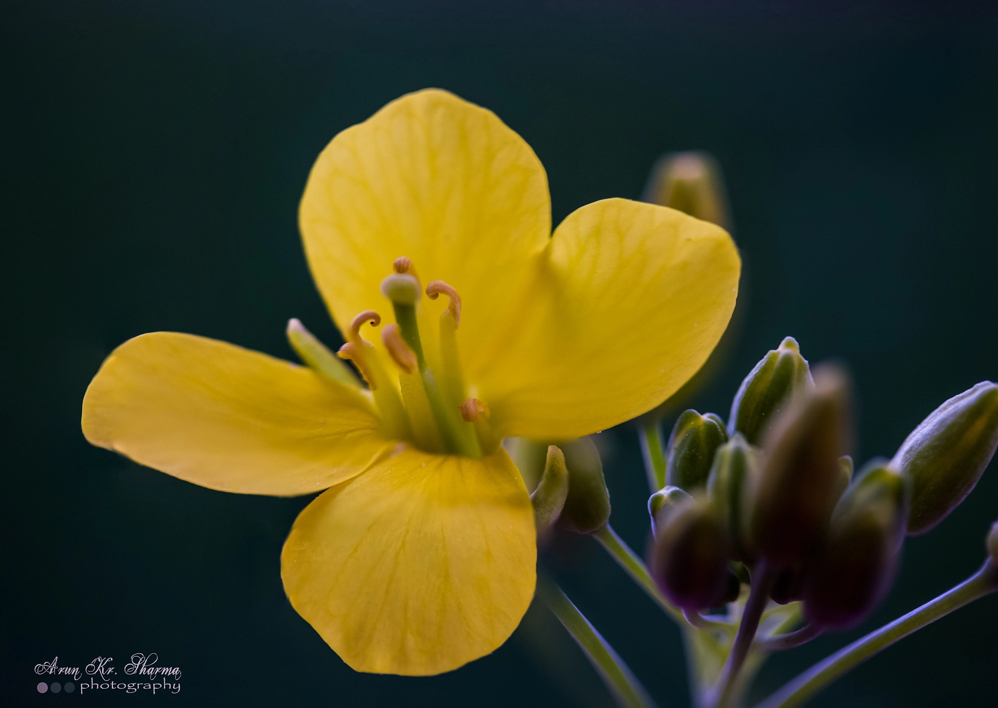 Canon EOS 450D (EOS Rebel XSi / EOS Kiss X2) sample photo. Mustard flower photography
