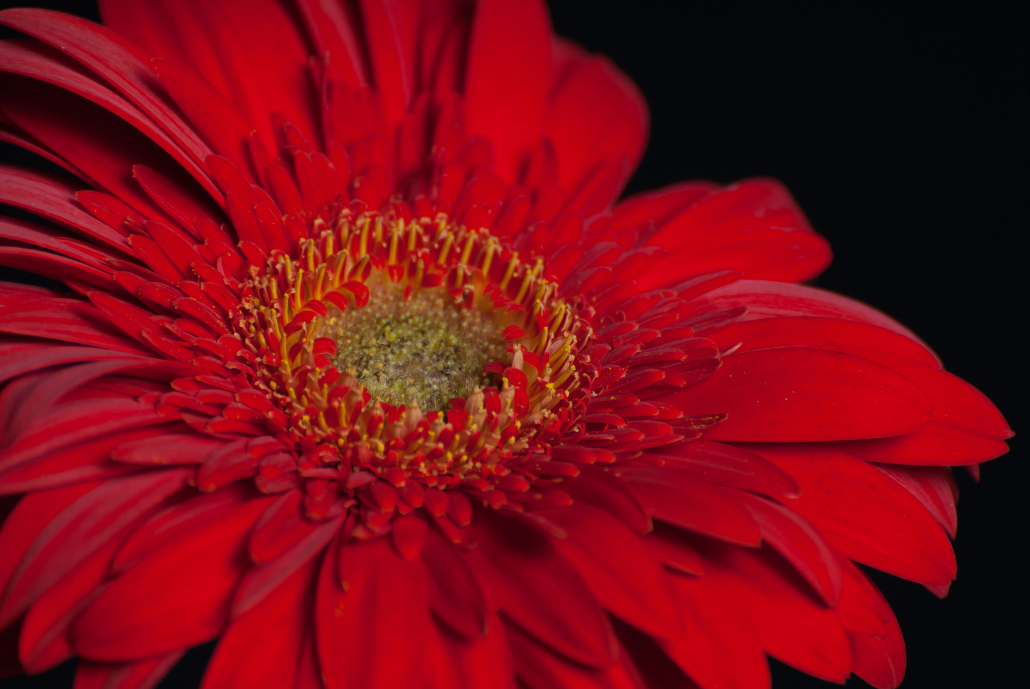 Nikon D200 sample photo. 25507233045.jpg photography