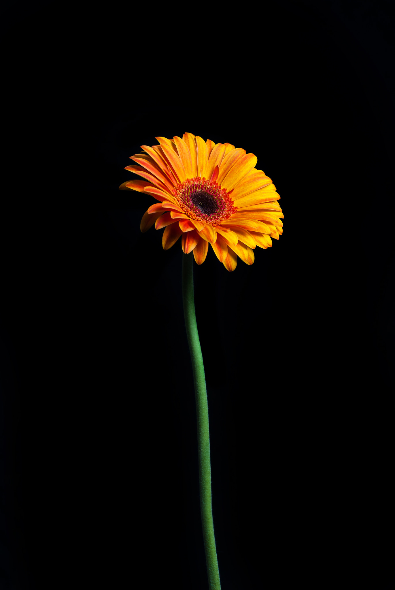 Nikon D200 sample photo. 25485879775.jpg photography