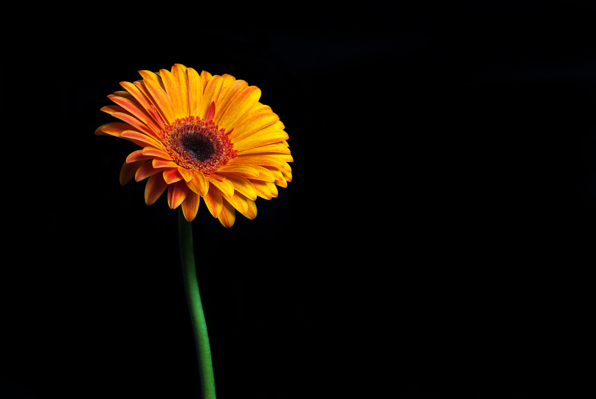 Nikon D200 sample photo. 25393052291.jpg photography