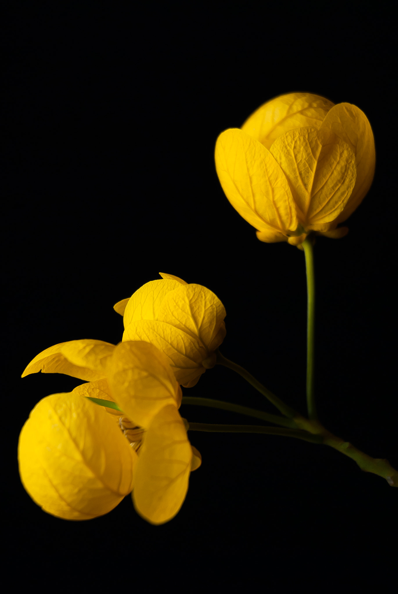 Nikon D200 sample photo. 24763461393.jpg photography
