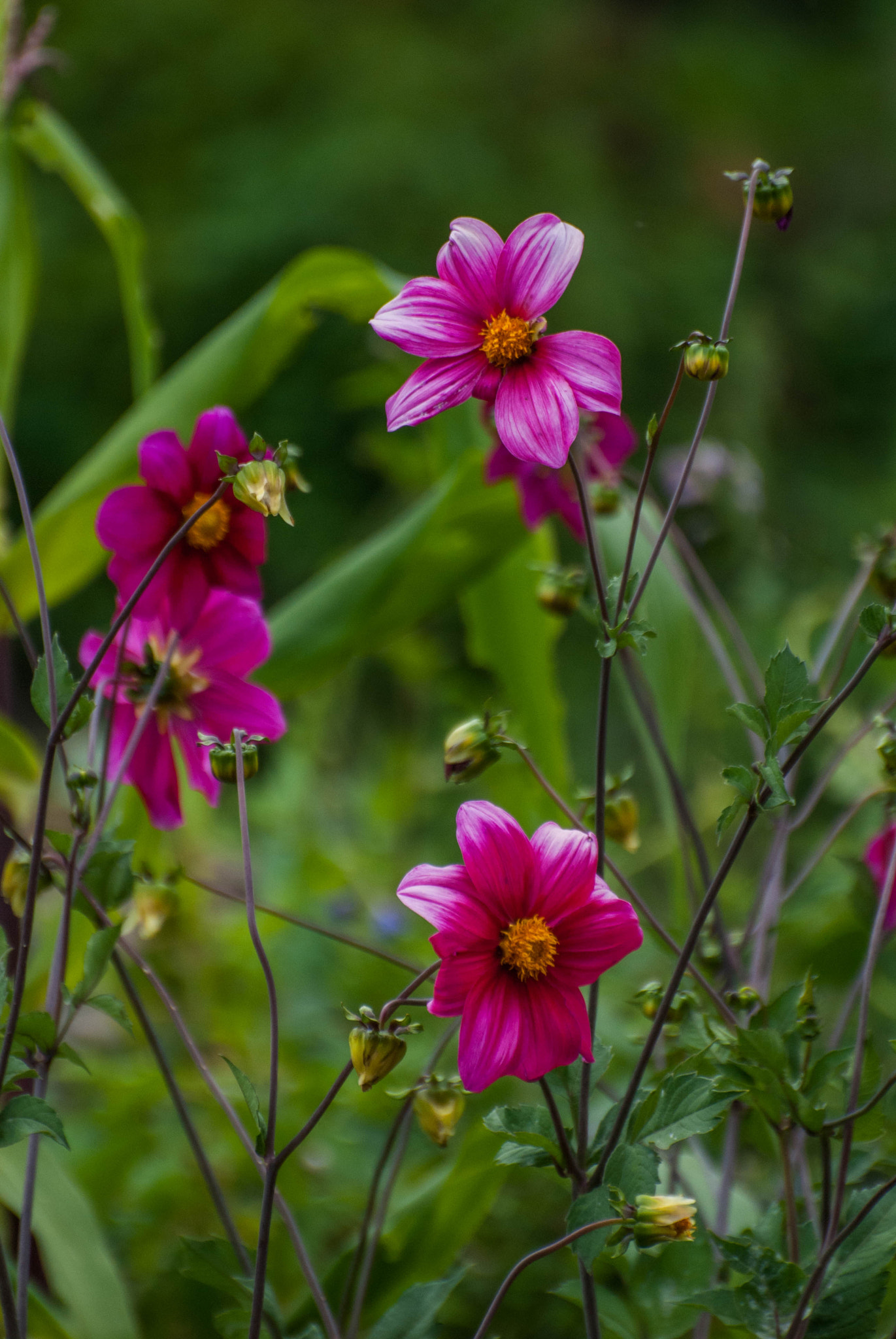 Nikon D200 sample photo. 24997273029.jpg photography