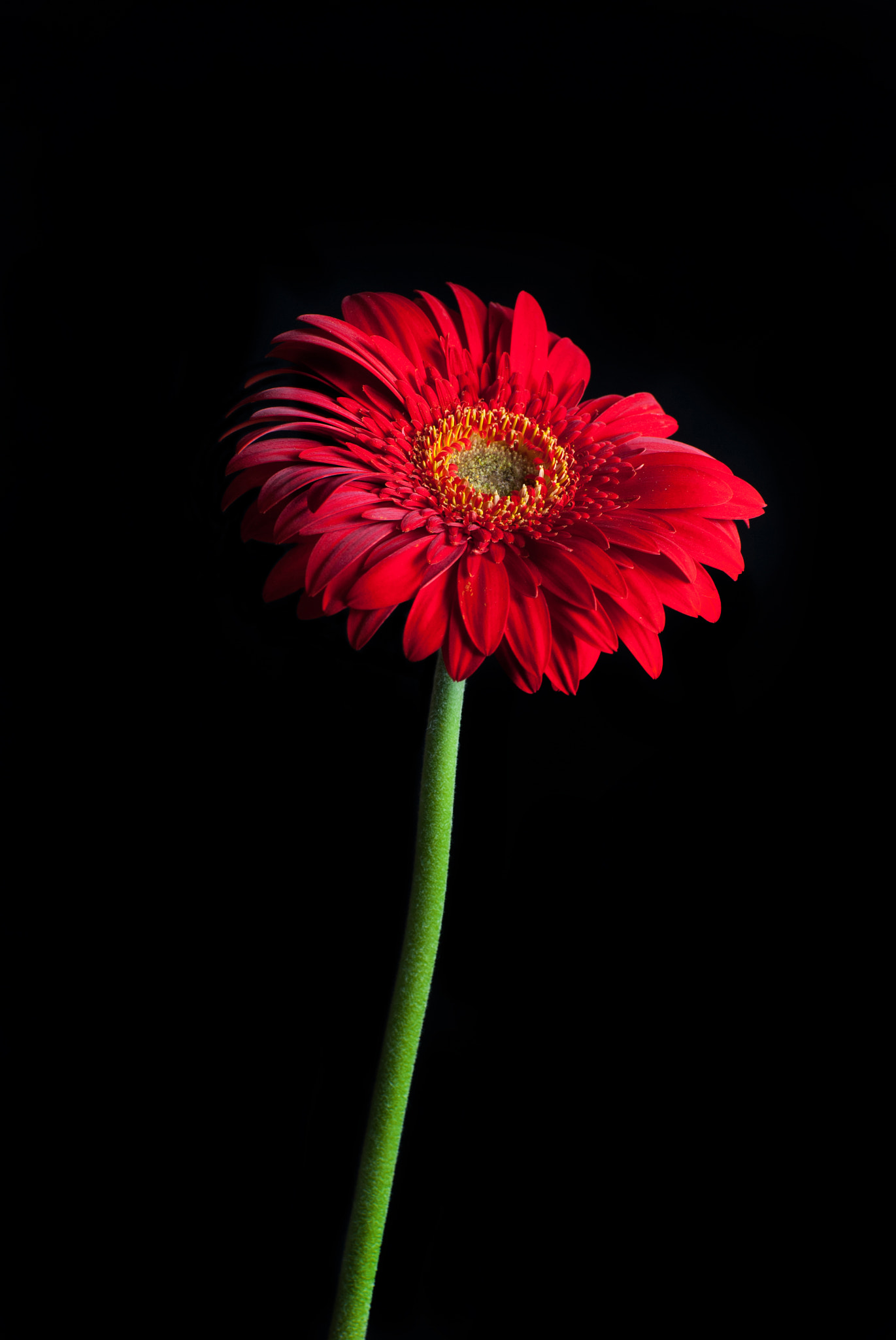 Nikon D200 sample photo. 24855337994.jpg photography