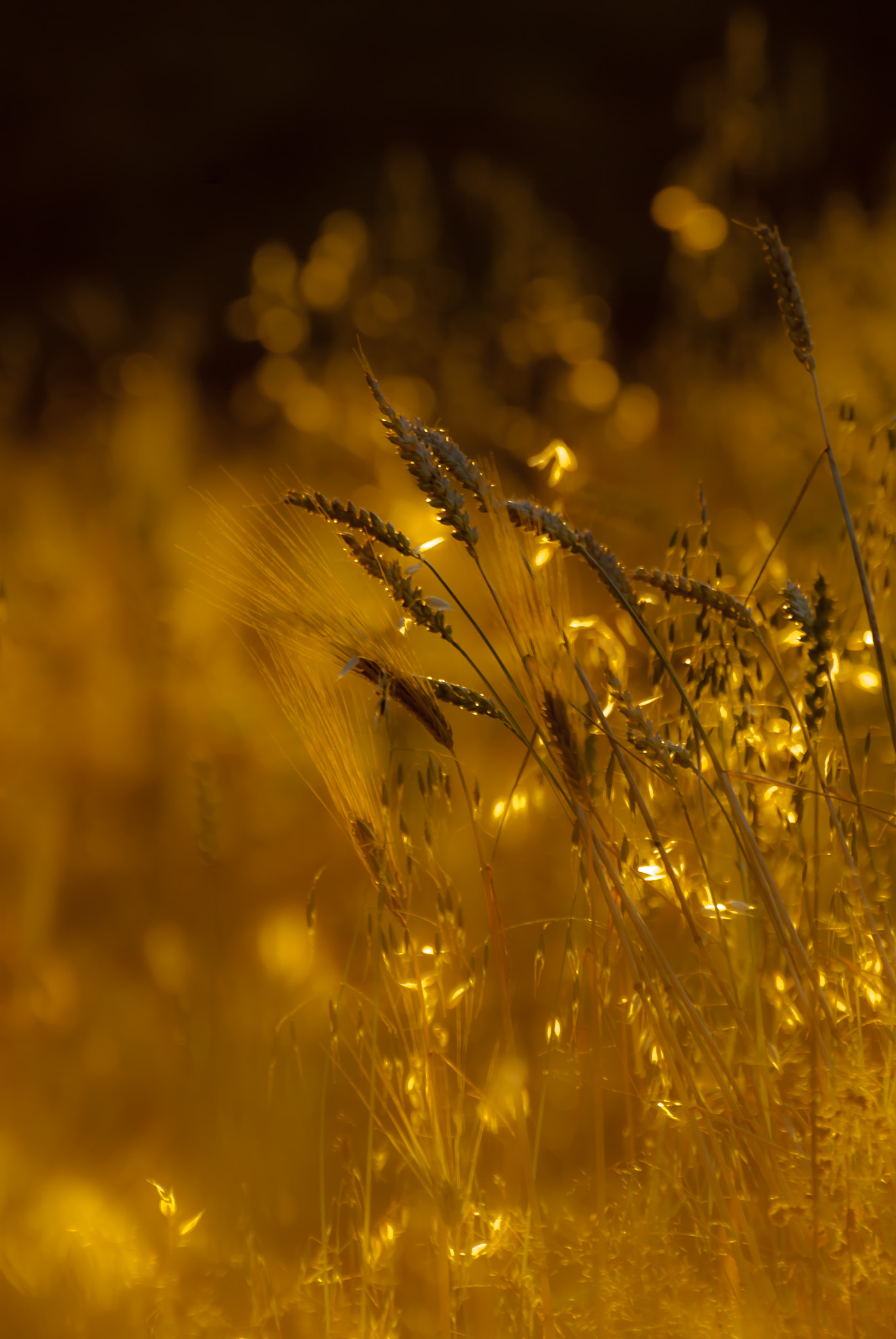 Nikon D200 sample photo. Cebada photography