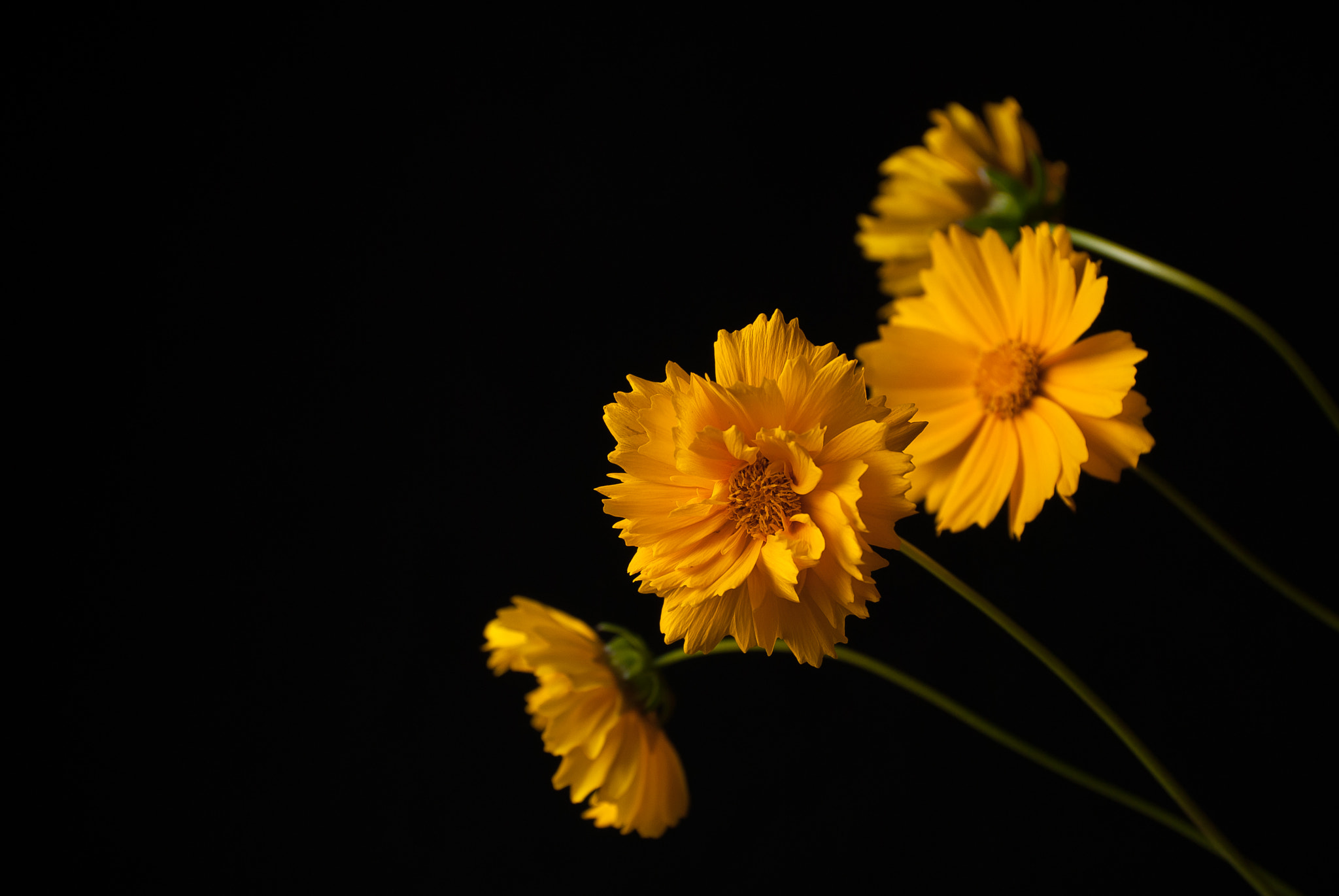 Nikon D200 sample photo. 24435502559.jpg photography
