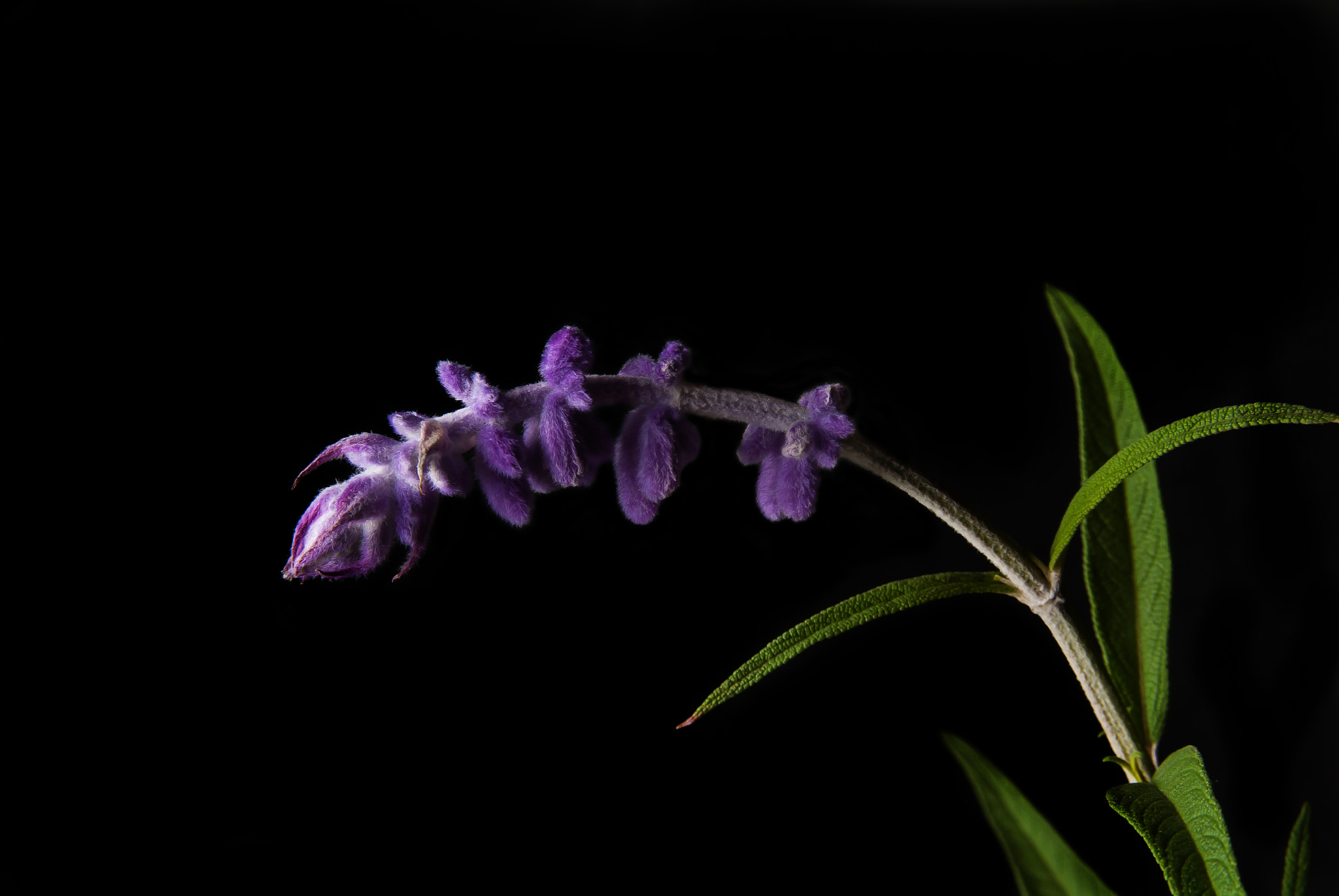 Sigma 17-50mm F2.8 EX DC OS HSM sample photo. 24685354112.jpg photography