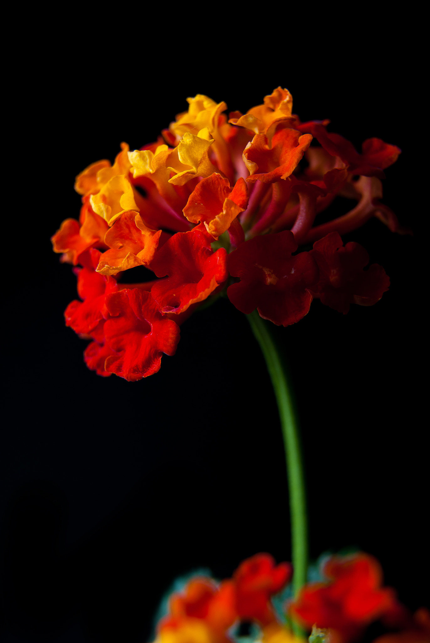 Sigma 17-50mm F2.8 EX DC OS HSM sample photo. 24709723651.jpg photography