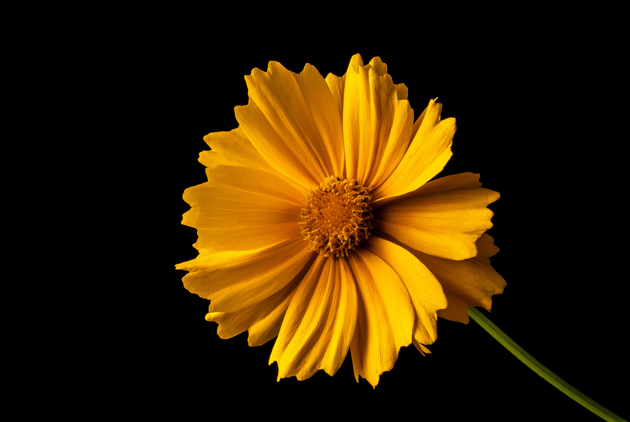 Nikon D200 sample photo. 24803191675.jpg photography