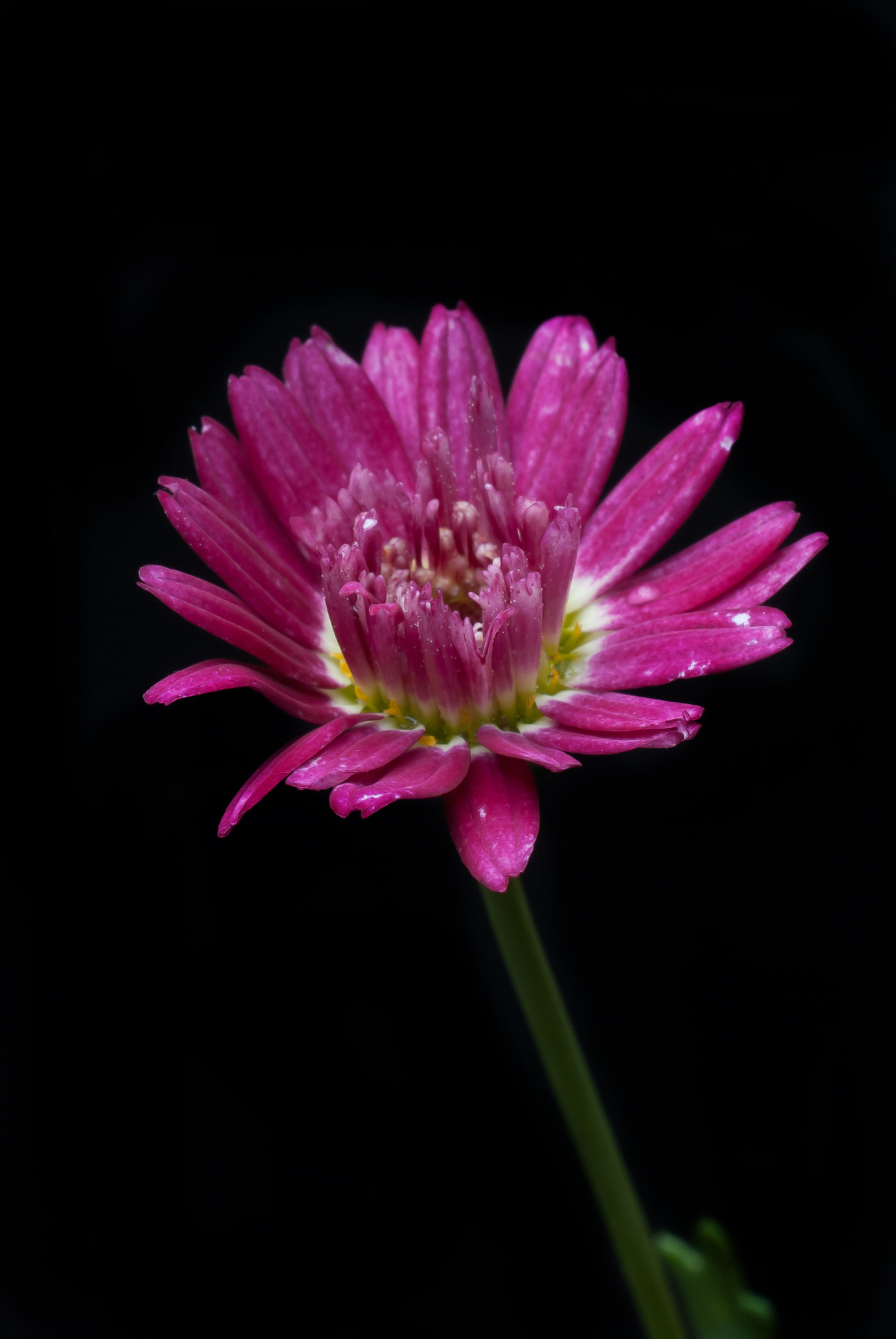 Nikon D200 sample photo. 24555306841.jpg photography