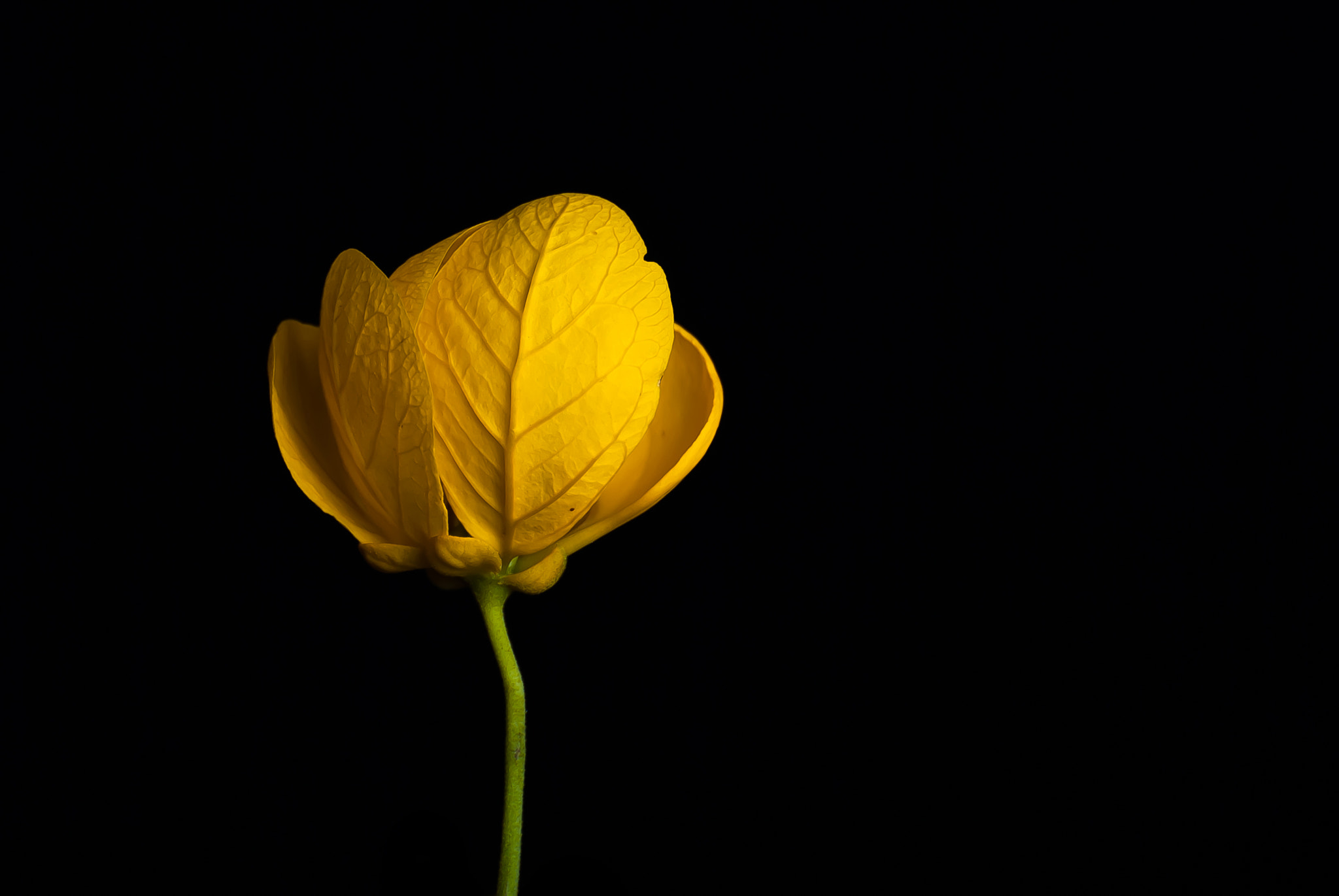 Nikon D200 sample photo. 24269769589.jpg photography