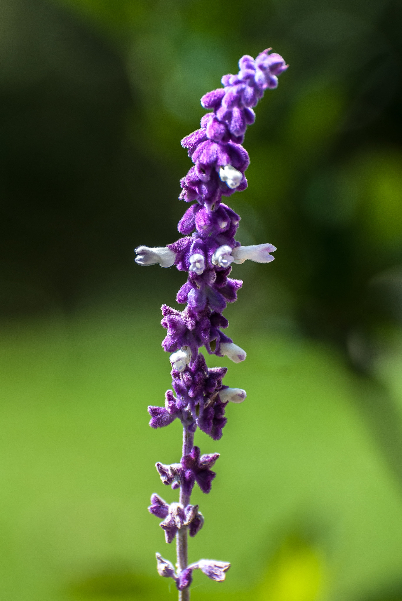 Nikon D200 sample photo. 24607931506.jpg photography