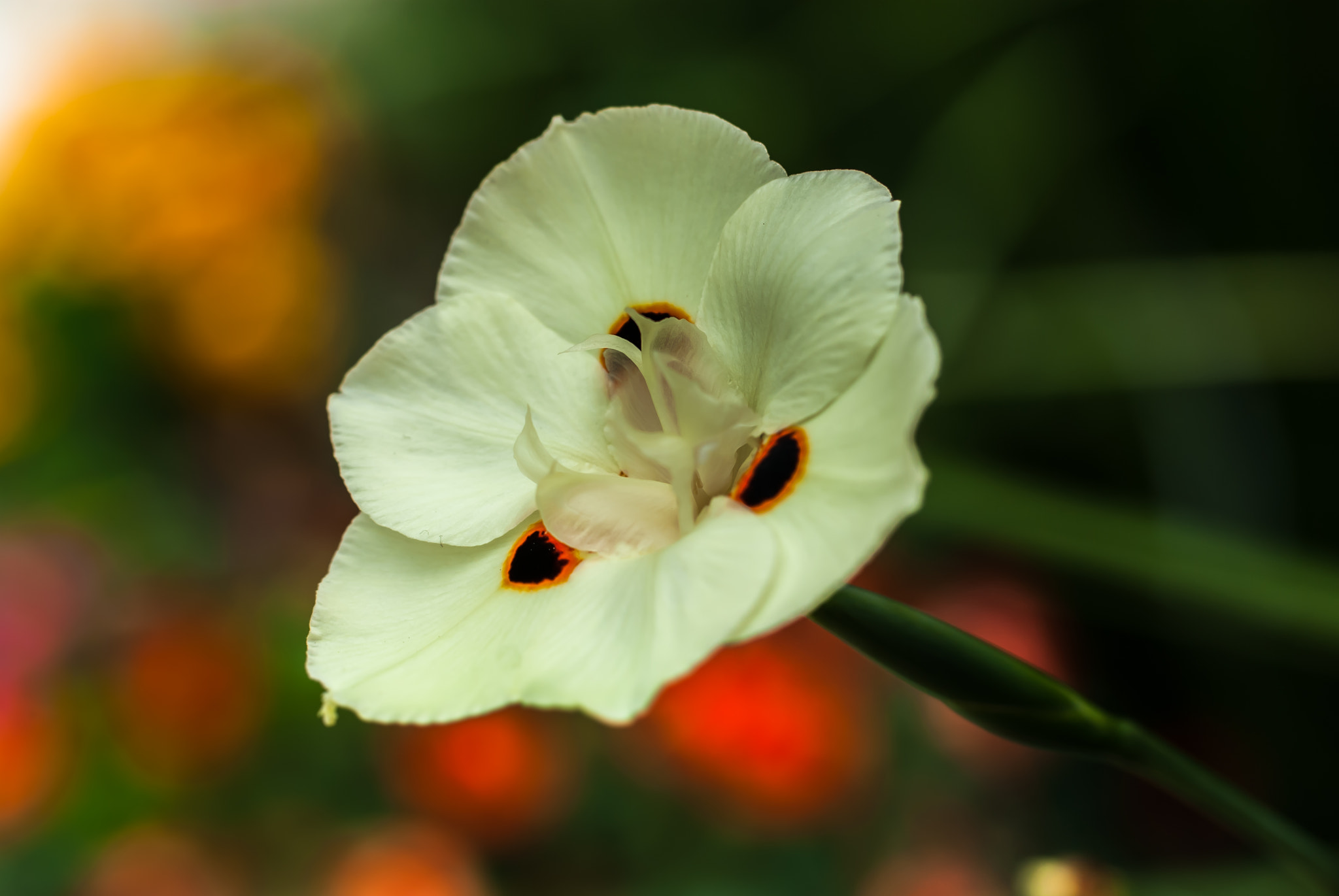 Nikon D200 sample photo. 24634120995.jpg photography