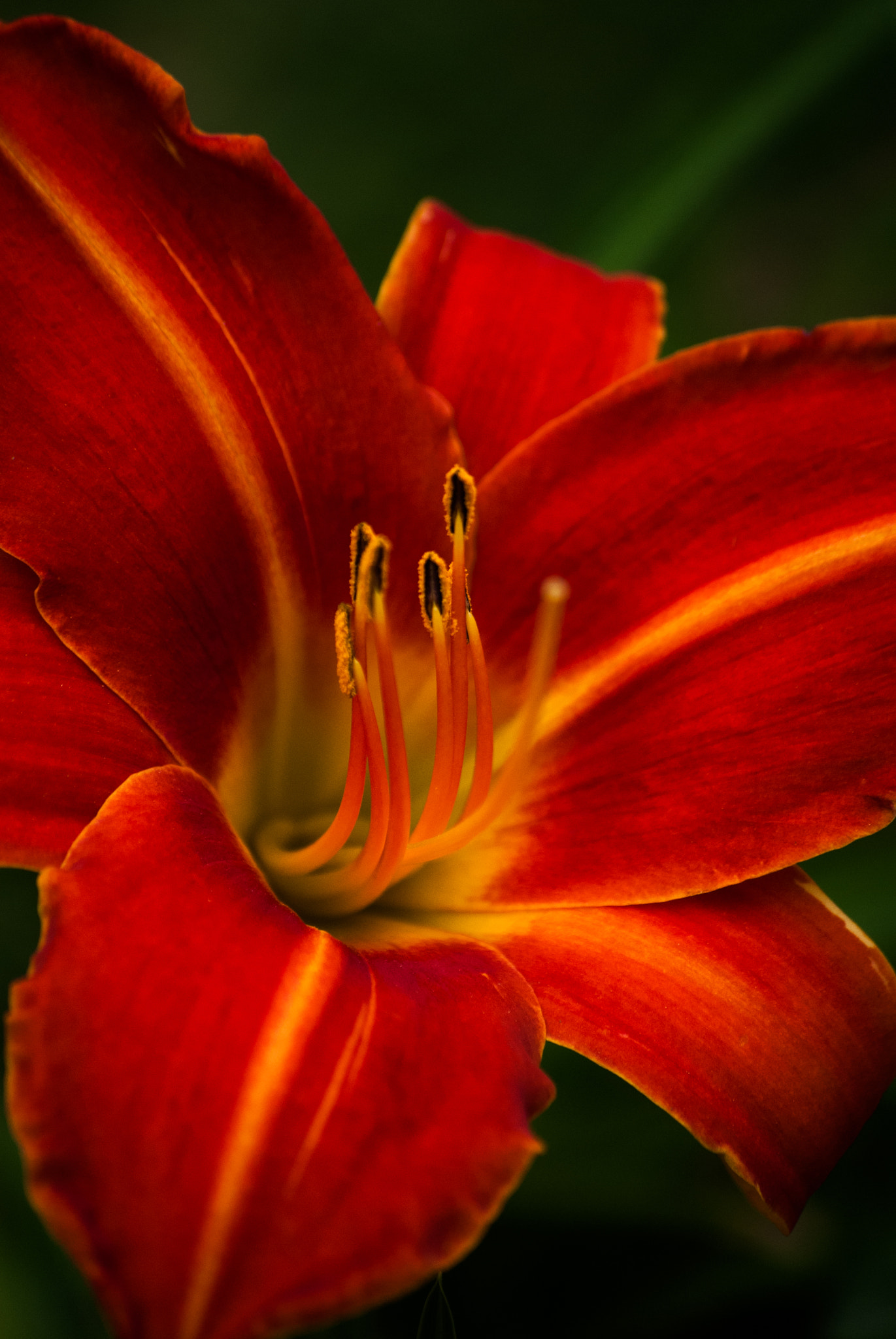 Nikon D200 sample photo. Lirio de la mañana photography