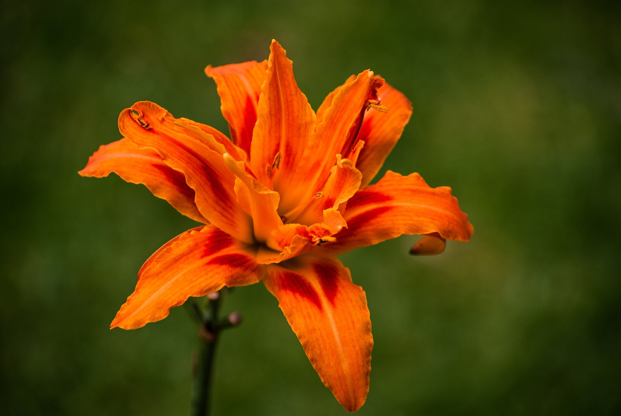 Nikon D200 sample photo. Lirio de la mañana photography