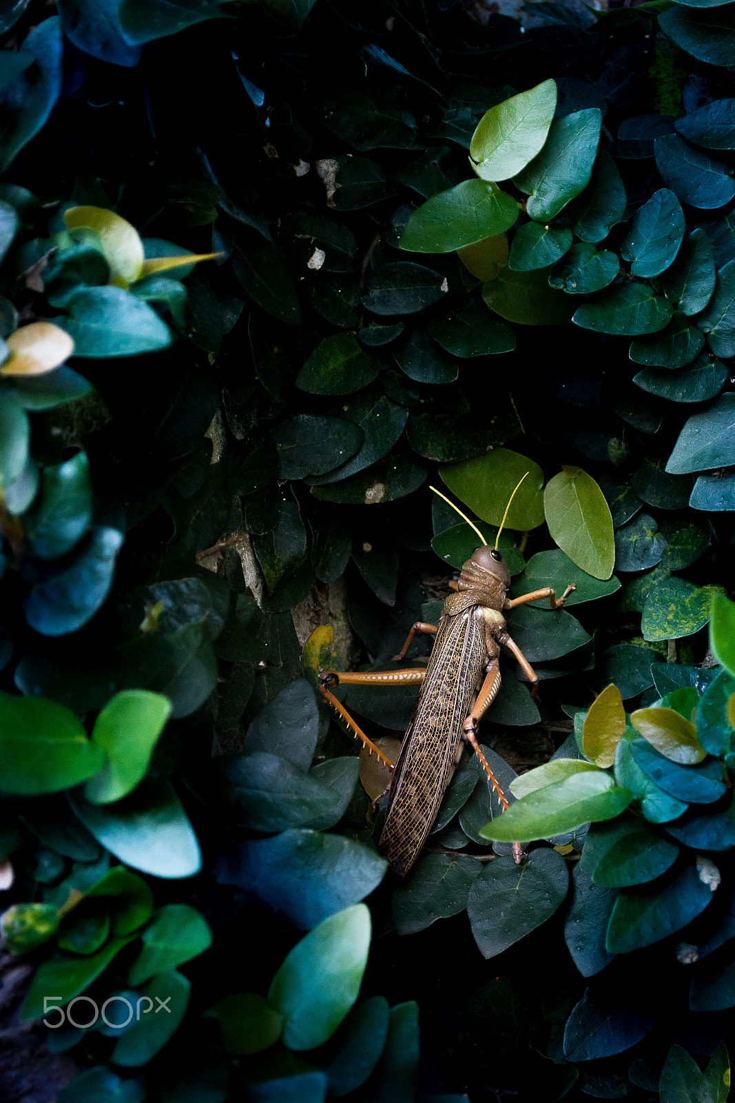 Nikon D7200 sample photo. Friendly photography