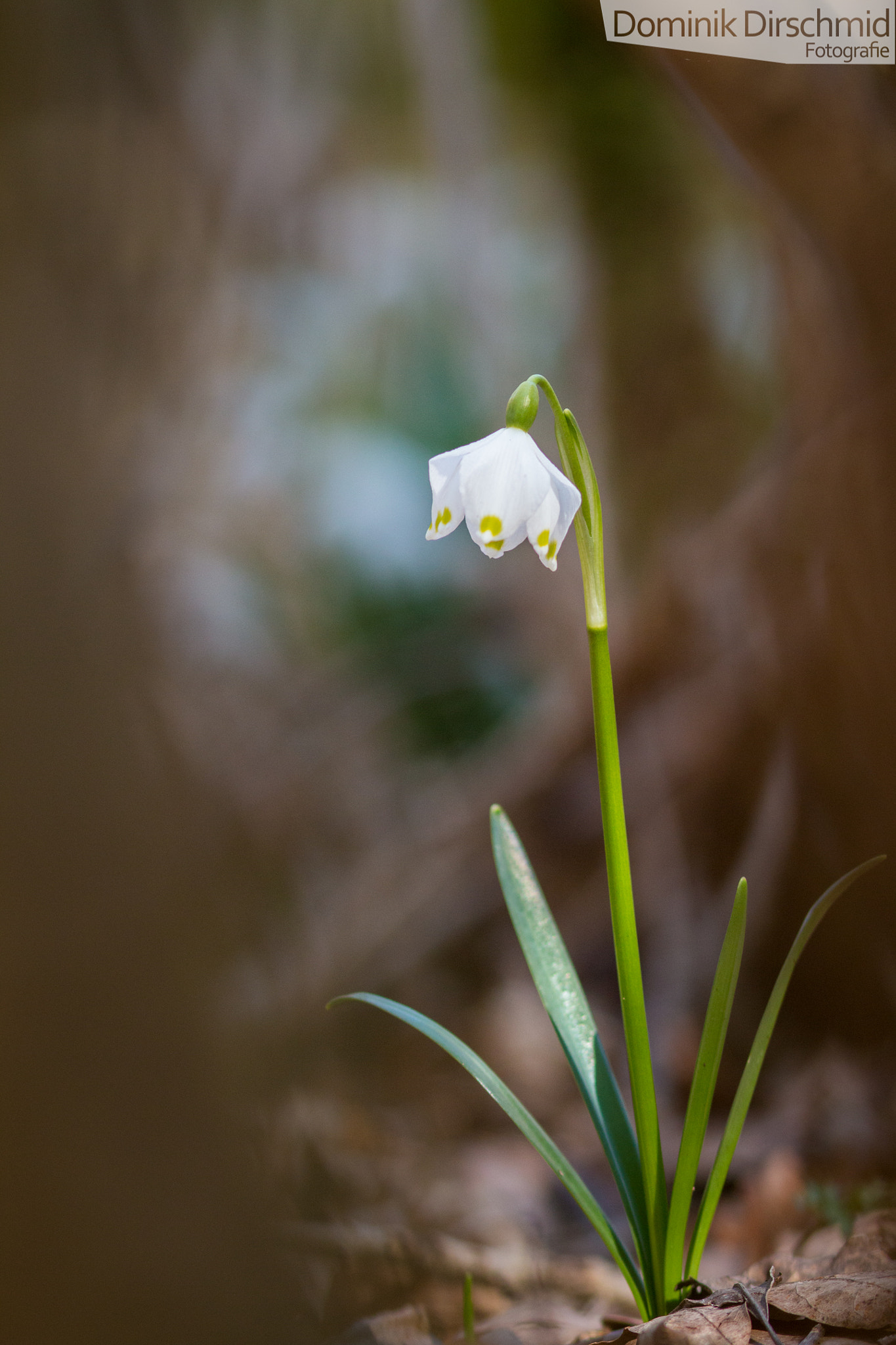 Canon EOS 70D + Canon EF 300mm F4L IS USM sample photo. Snowflake photography