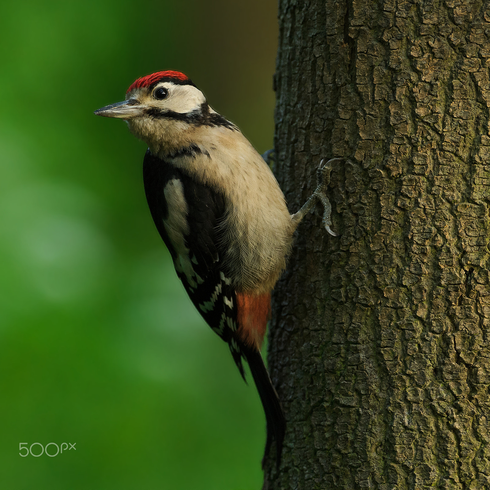 Nikon AF-S Nikkor 300mm F2.8G ED VR II sample photo. Young woodpecker photography