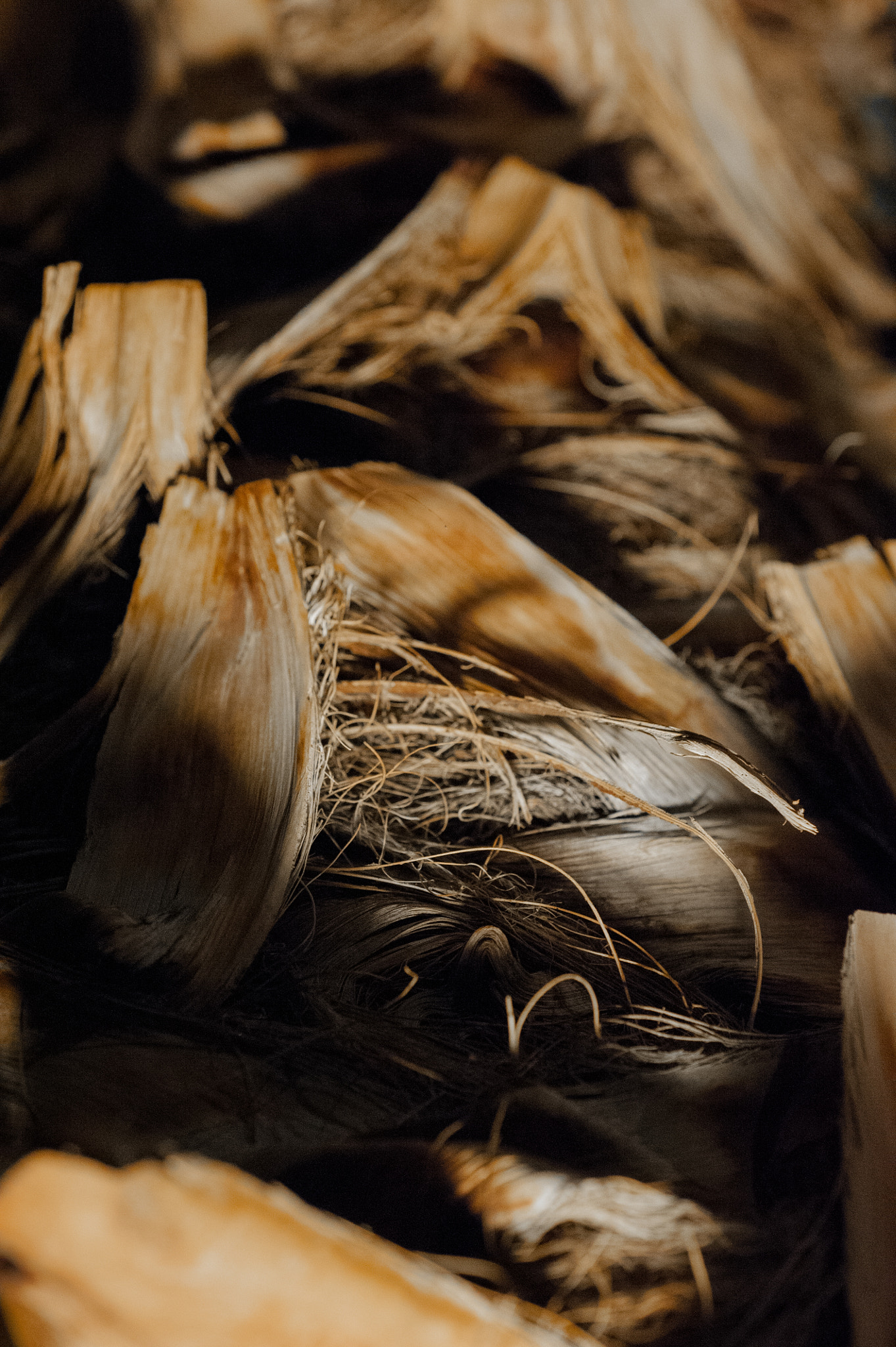 Nikon AF Micro-Nikkor 60mm F2.8D sample photo. Palm bark photography