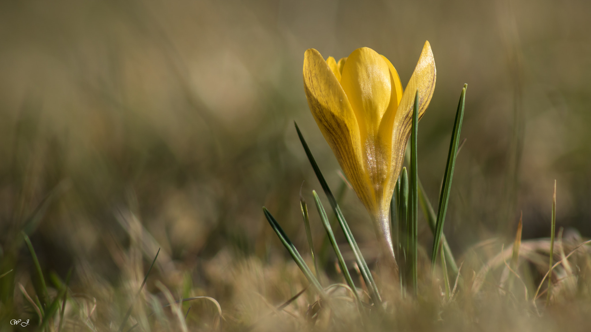 Sony 75-300mm F4.5-5.6 sample photo. Yellow crocus photography