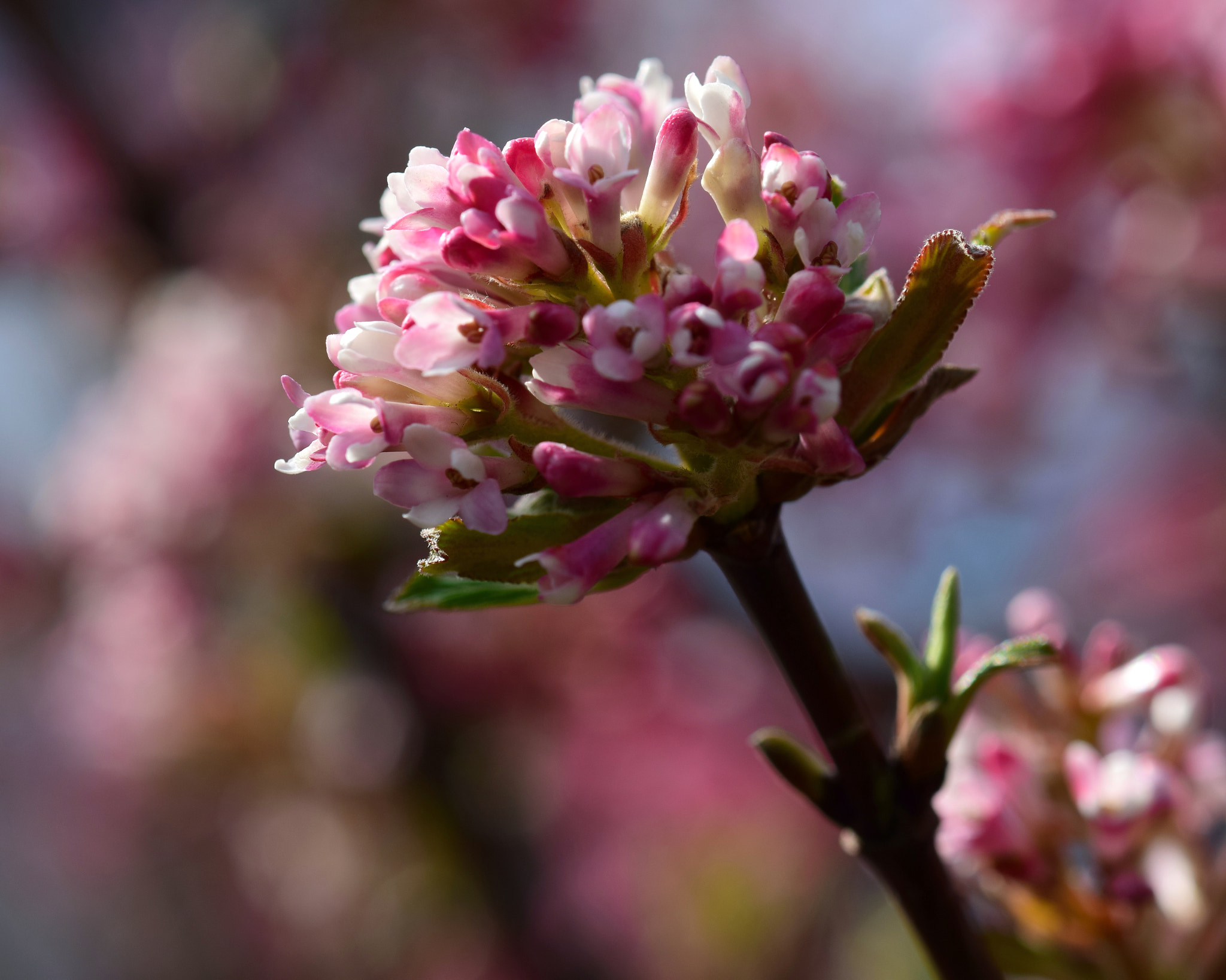 Nikon AF-S DX Micro-Nikkor 85mm F3.5G ED VR sample photo. Spring photography
