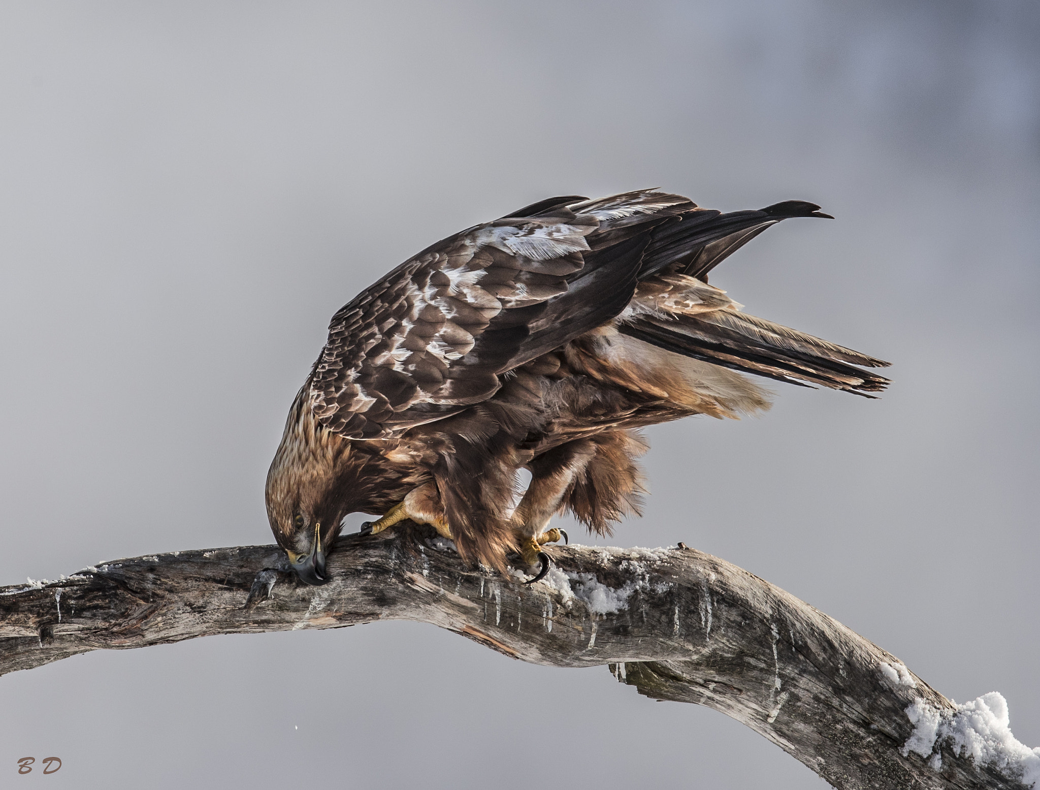 Canon EF 300mm F2.8L IS USM sample photo. Cleaning the beak photography
