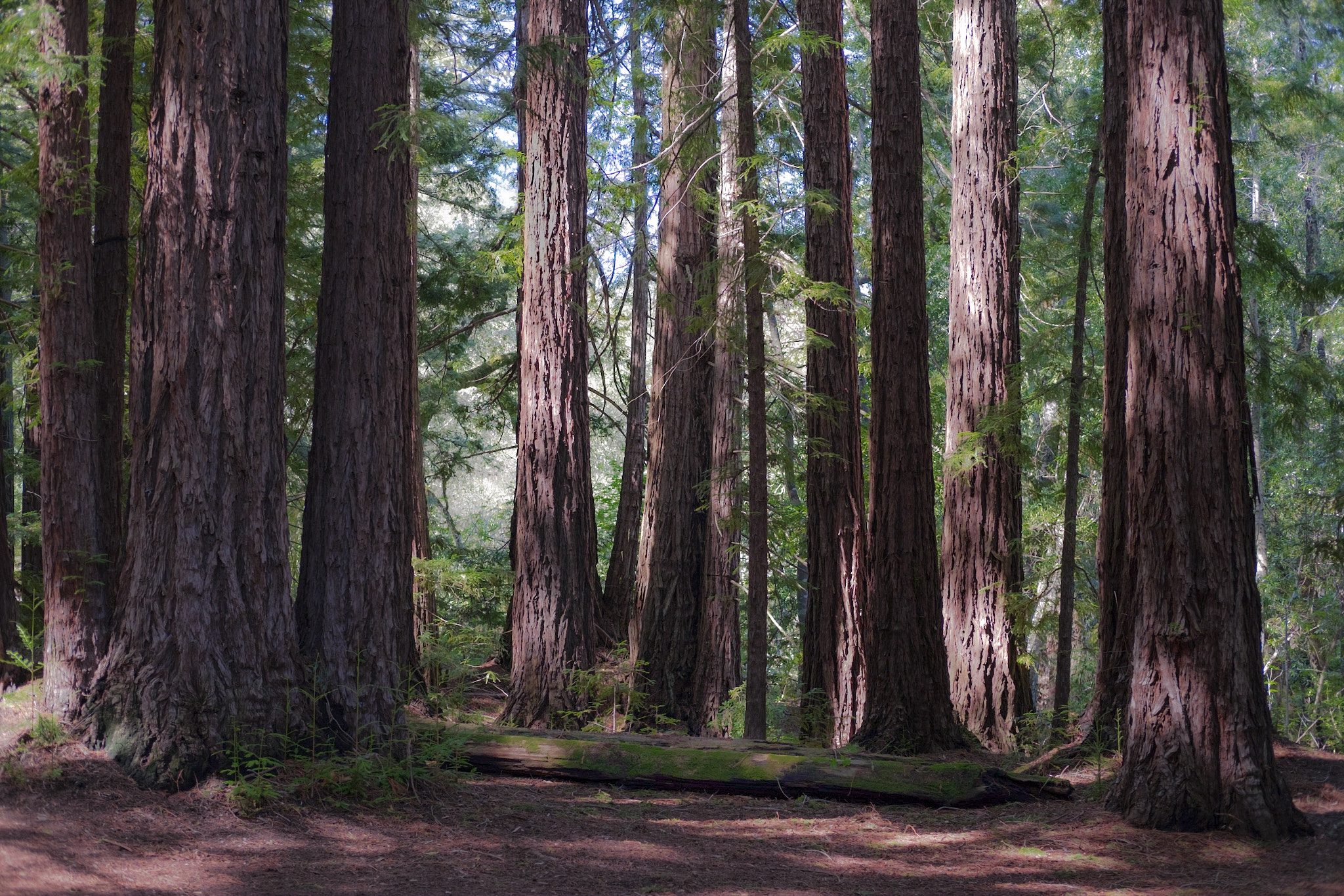 Fujifilm X-T1 + Fujifilm XF 35mm F2 R WR sample photo. A redwood grove...with redwoods. photography