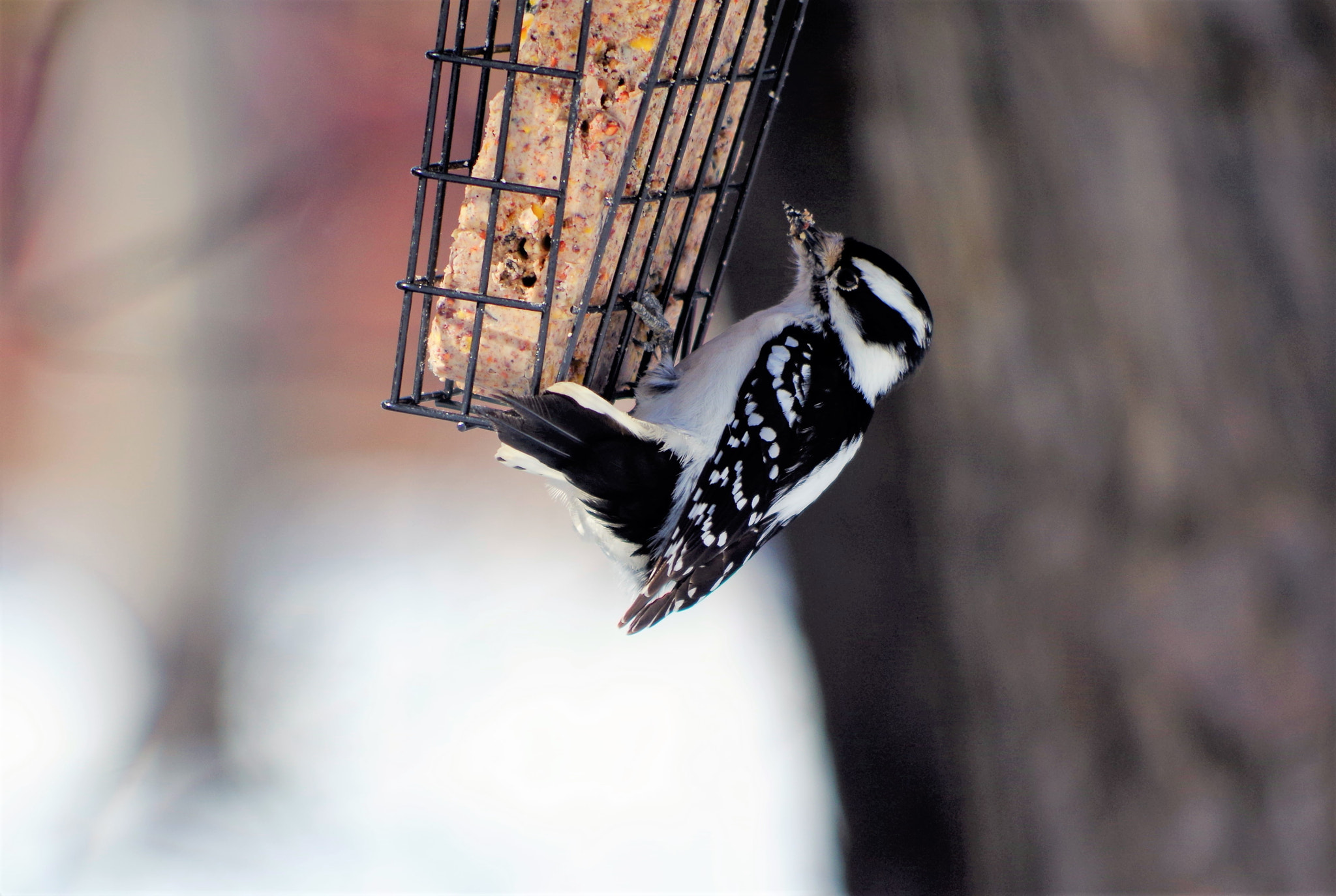 Pentax K-50 + smc PENTAX-DA L 55-300mm F4-5.8 ED sample photo. Woodpecker photography