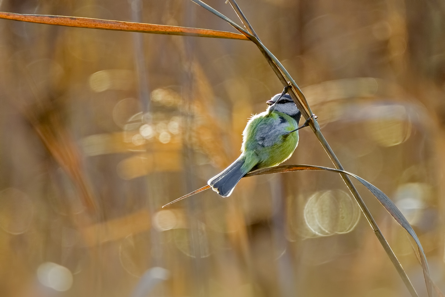 Canon EF 400mm F4.0 DO IS USM sample photo. Swinging photography