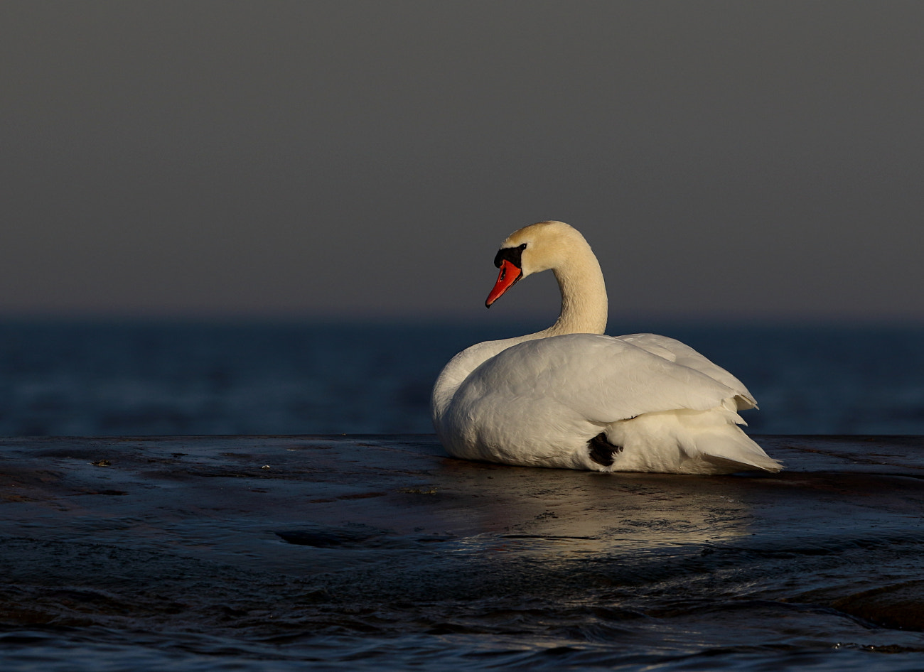 Canon EOS 7D Mark II + Canon EF 500mm F4L IS II USM sample photo. Mute swan photography