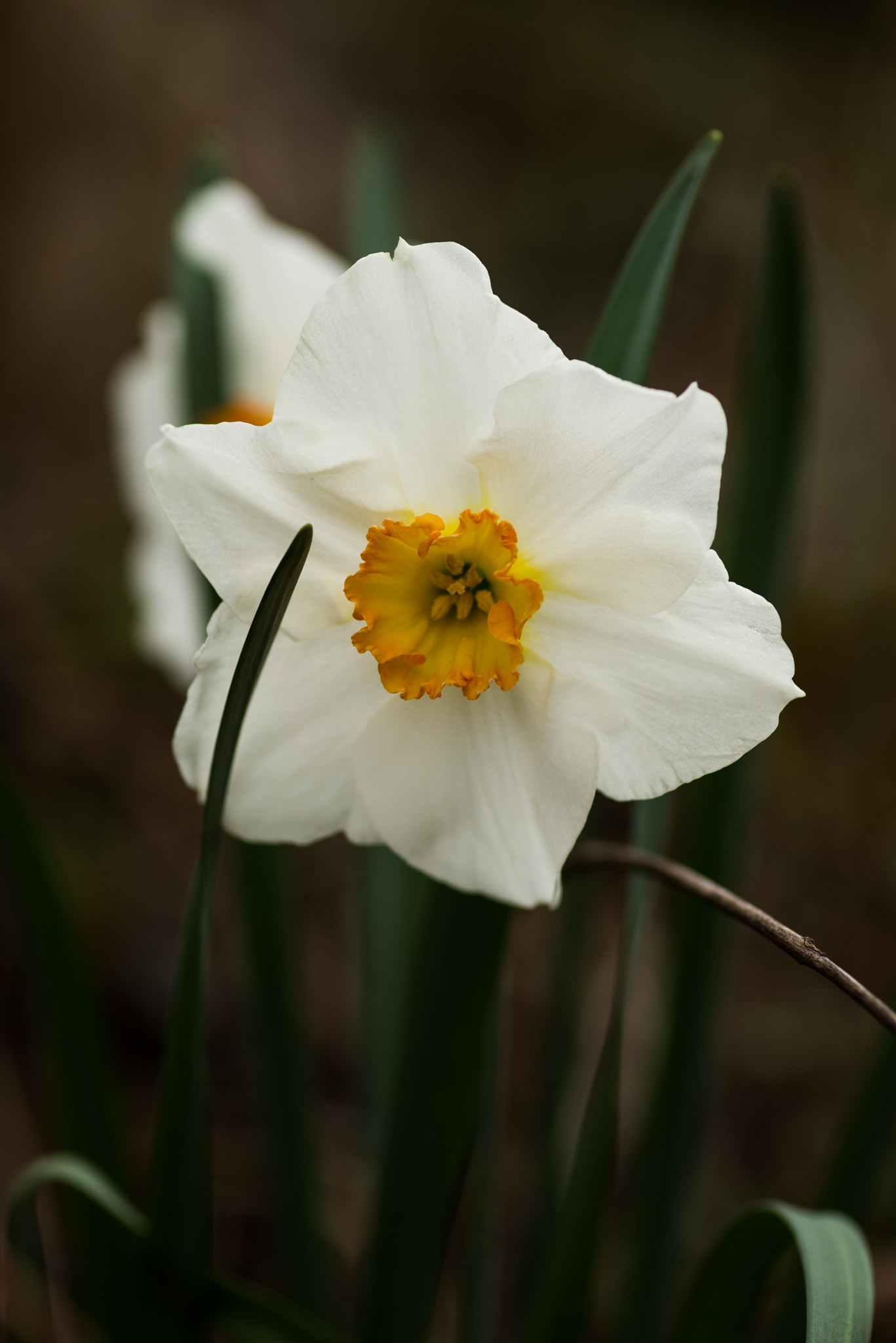 Pentax smc D-FA 100mm F2.8 Macro WR sample photo. Daffodil before the frost photography