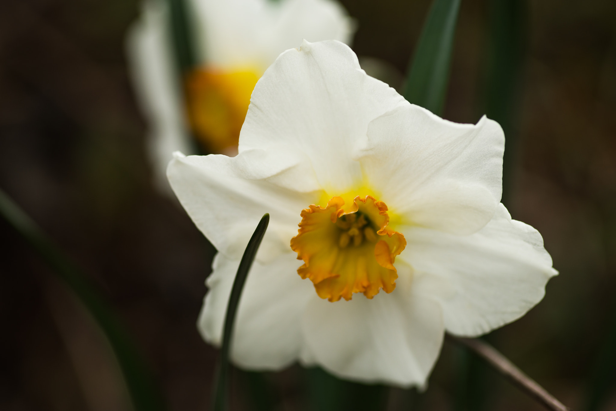 Pentax K-1 + Pentax smc D-FA 100mm F2.8 Macro WR sample photo. Daffodil photography