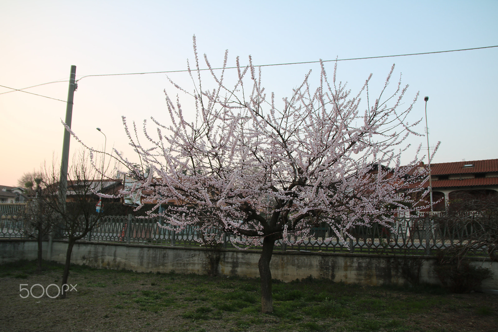 Sigma 17-70mm F2.8-4 DC Macro OS HSM sample photo. Apricot tree flower photography