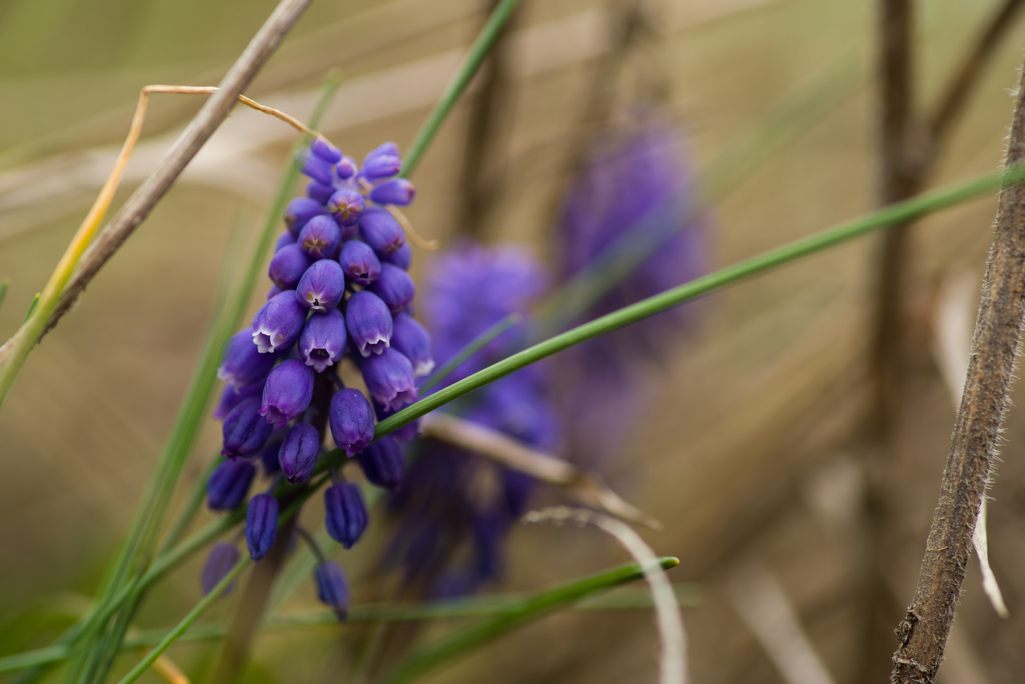 Pentax smc D-FA 100mm F2.8 Macro WR sample photo. Grape hyacinth photography