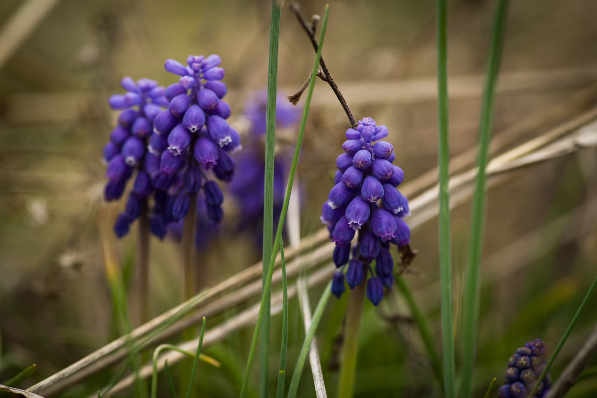 Pentax smc D-FA 100mm F2.8 Macro WR sample photo. Grape hyacinth photography