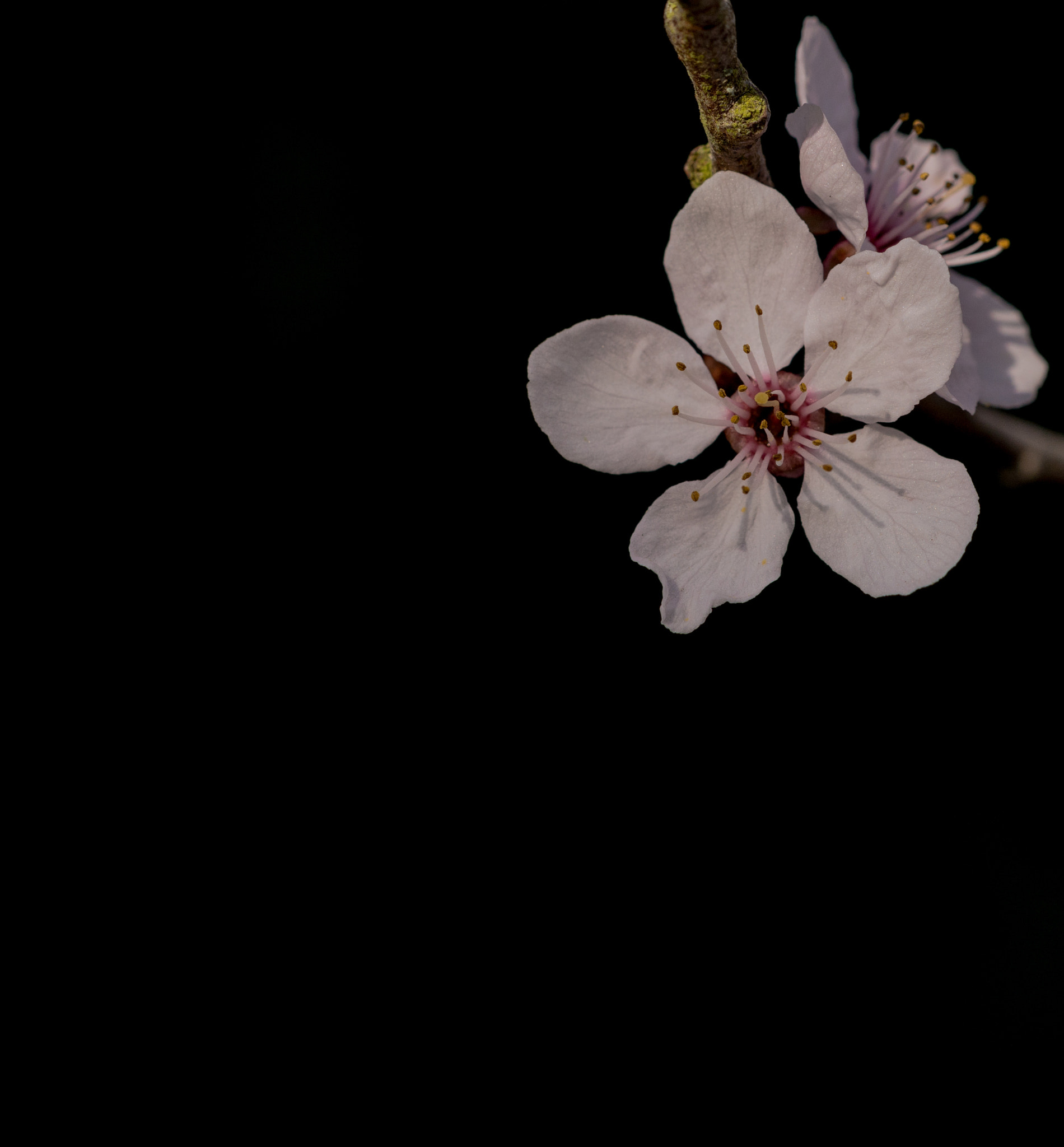 Sigma 105mm F2.8 EX DG OS HSM sample photo. Spring blossom photography