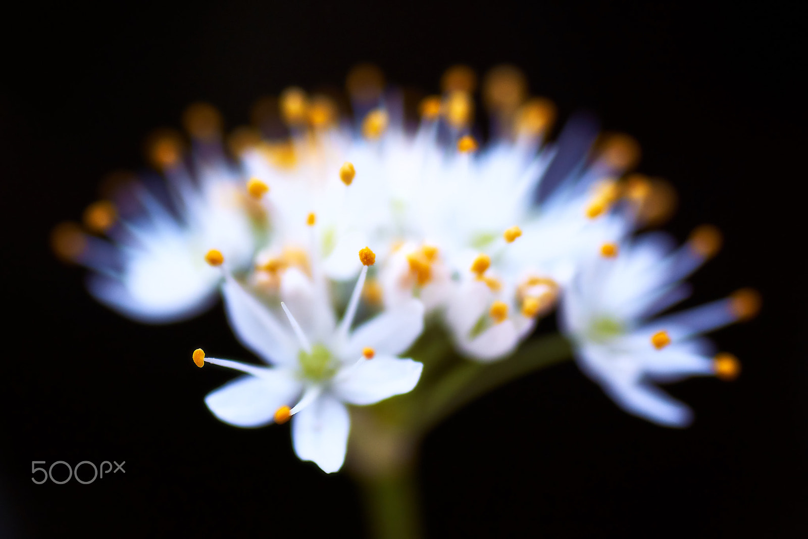 Sony ILCA-77M2 + Tamron SP AF 90mm F2.8 Di Macro sample photo. Pollen crown photography