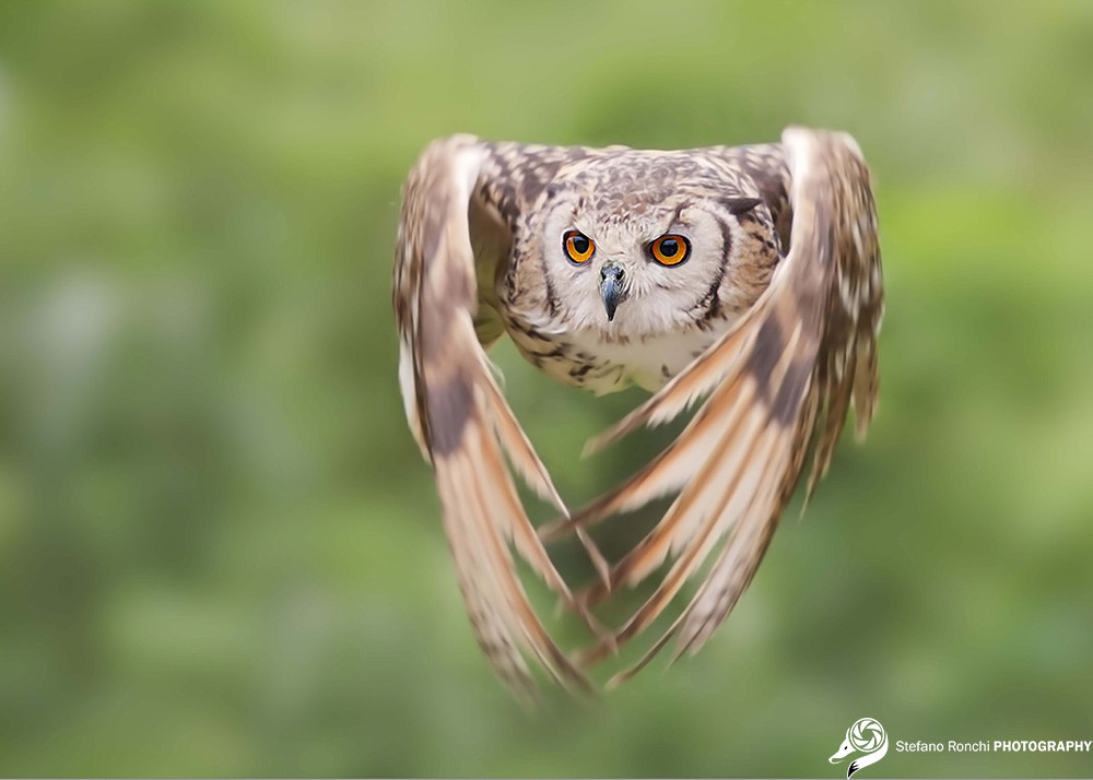 Canon EF 300mm F4L IS USM sample photo. Fly photography