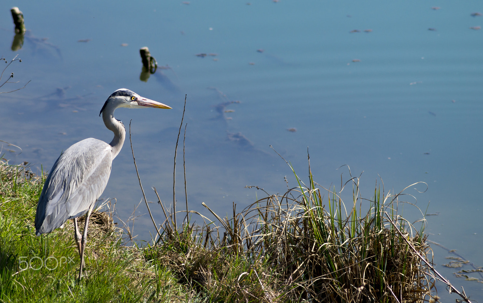 Sony SLT-A58 + Sony DT 55-200mm F4-5.6 SAM sample photo. Greyheron photography