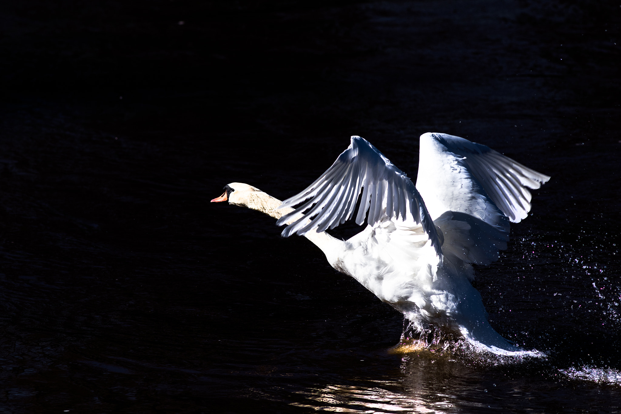 Canon EF 200mm F2.8L II USM sample photo. Schwan beim abflug photography