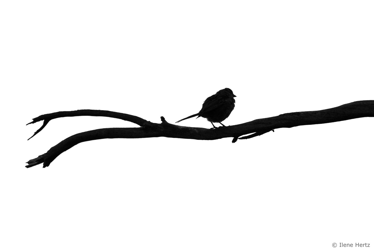 Nikon D800 sample photo. Lone bird photography