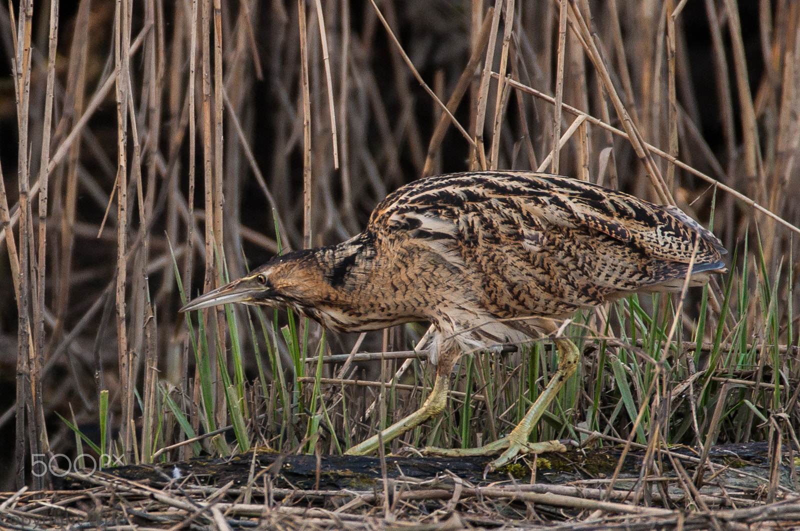 Nikon D90 + Sigma 150-600mm F5-6.3 DG OS HSM | C sample photo. Bittern / roerdomp photography