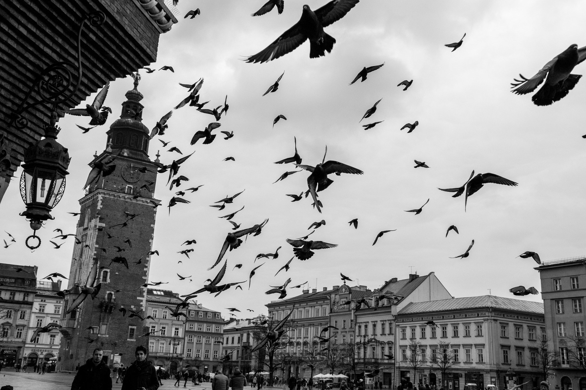 Nikon D5500 + Sigma 18-35mm F1.8 DC HSM Art sample photo. Doves of krakow photography