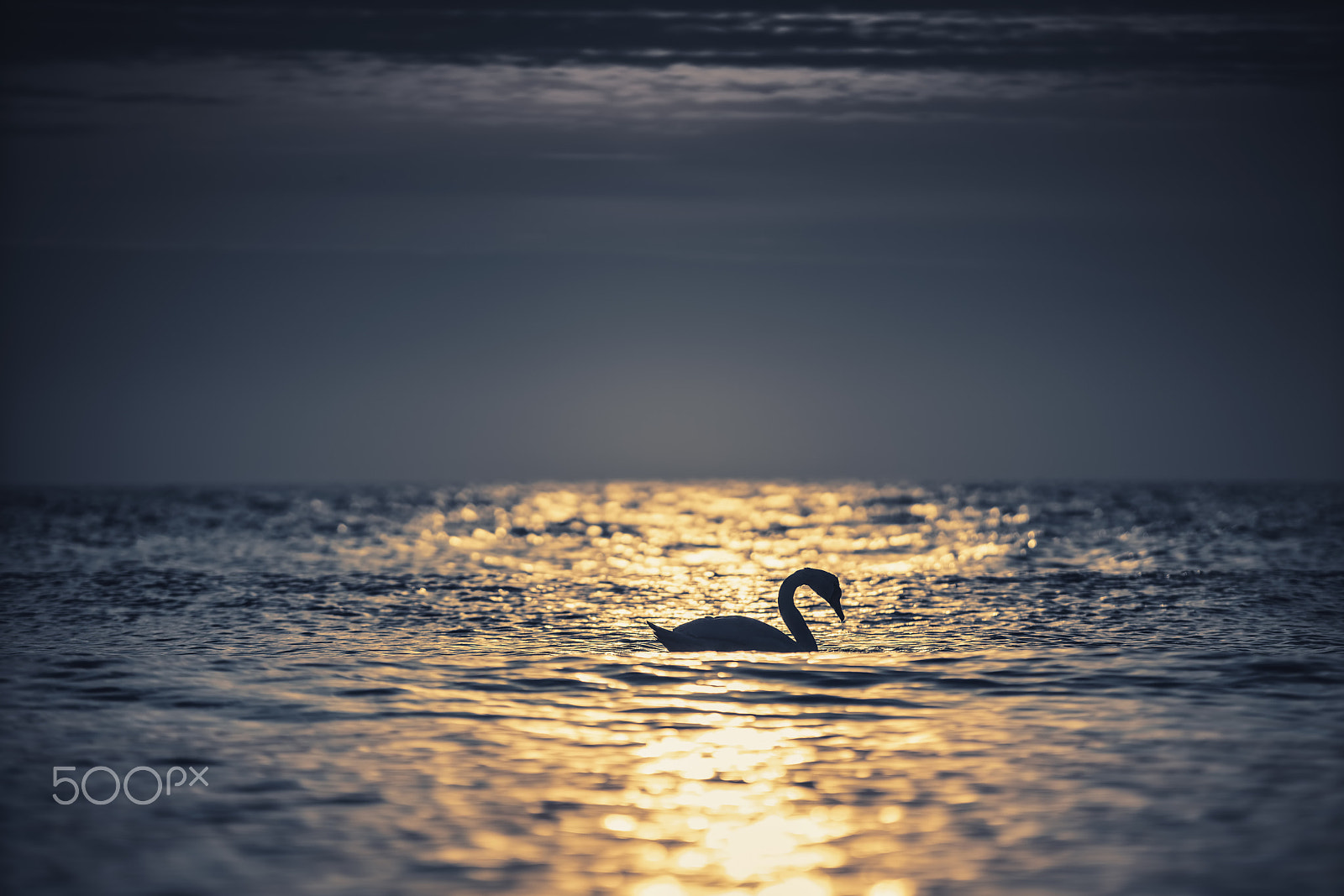 Canon EF 70-200mm F2.8L IS II USM sample photo. White swan in the sea with blue dark background on the sunrise. photography